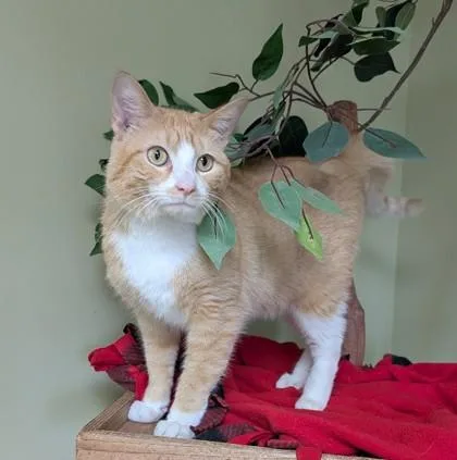 An adult medium-sized male Domestic Short Hair cat named Sonny for adoption in Hastings, NE