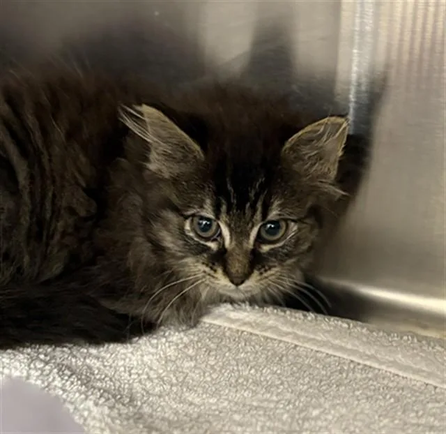 A baby small-sized female Domestic Long Hair cat named Lindsey for adoption in Aliquippa, PA