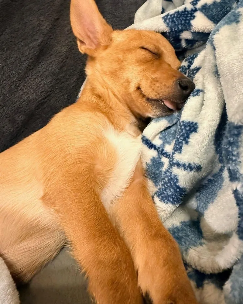 Ranger