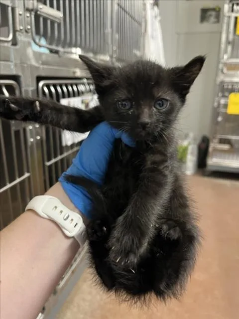 A baby small-sized female Black Domestic Short Hair cat named Princess for adoption in Woodland, CA