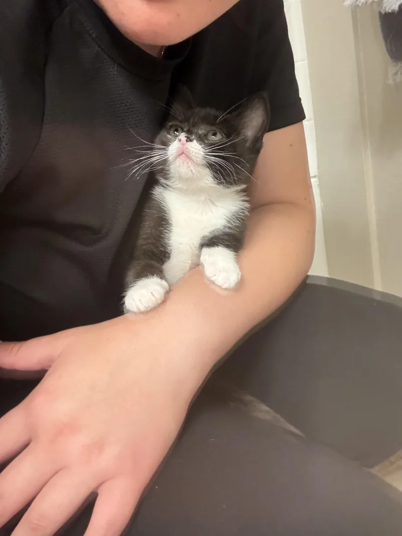 A baby small-sized female Black & White / Tuxedo Domestic Short Hair cat named Thin Mint for adoption in Davis, CA