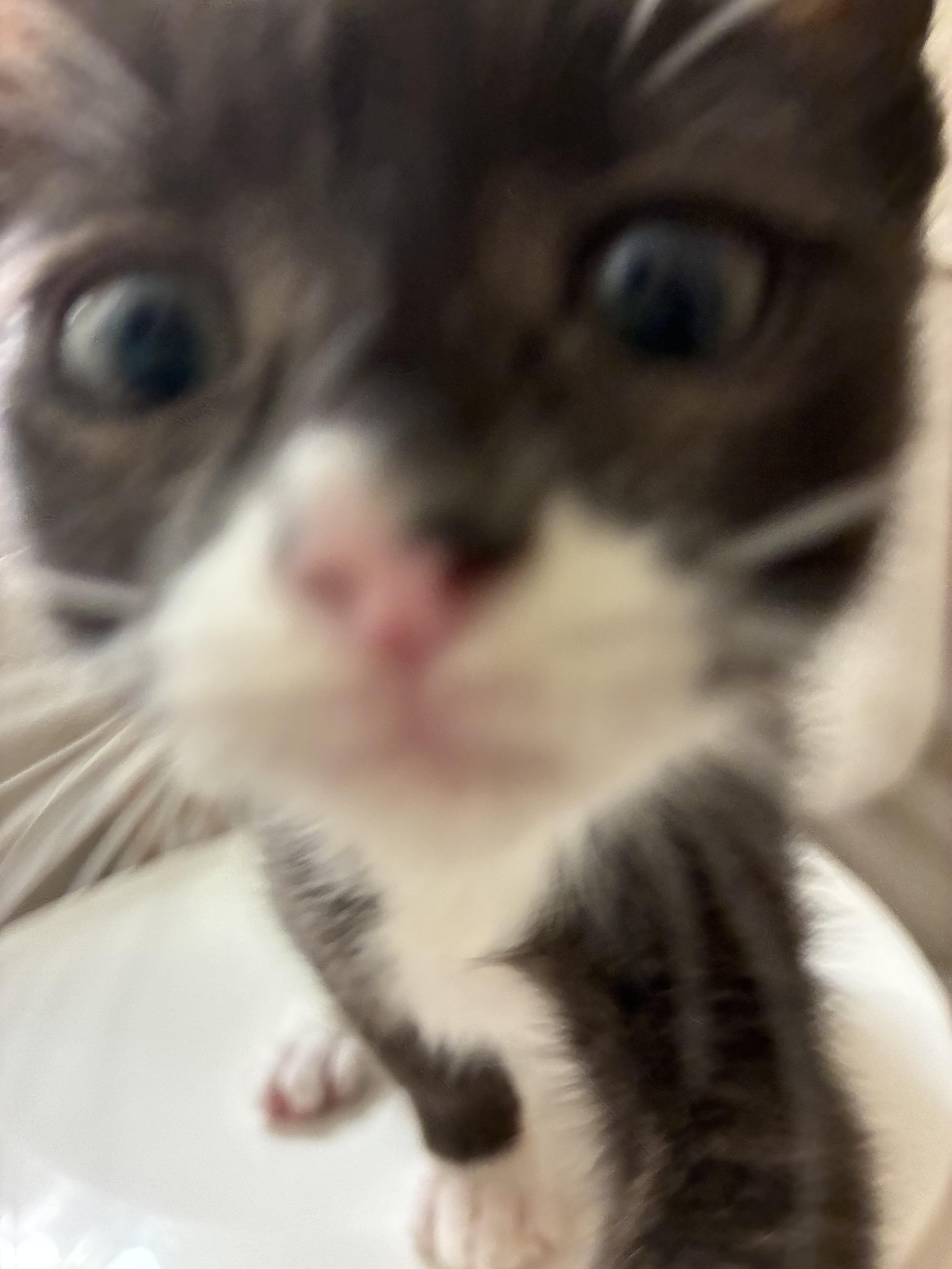 Thin Mint thumbnail 4