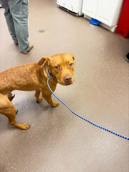 A baby medium-sized male Mixed Breed dog named Dil Pickles for adoption in South Bend, IN
