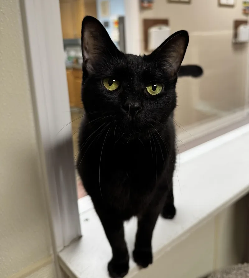 An adult medium-sized male Black Domestic Short Hair cat named Mulberry for adoption in Binghamton, NY
