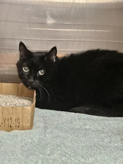 A senior medium-sized male Domestic Short Hair cat named Sebastian for adoption in Fallston, MD