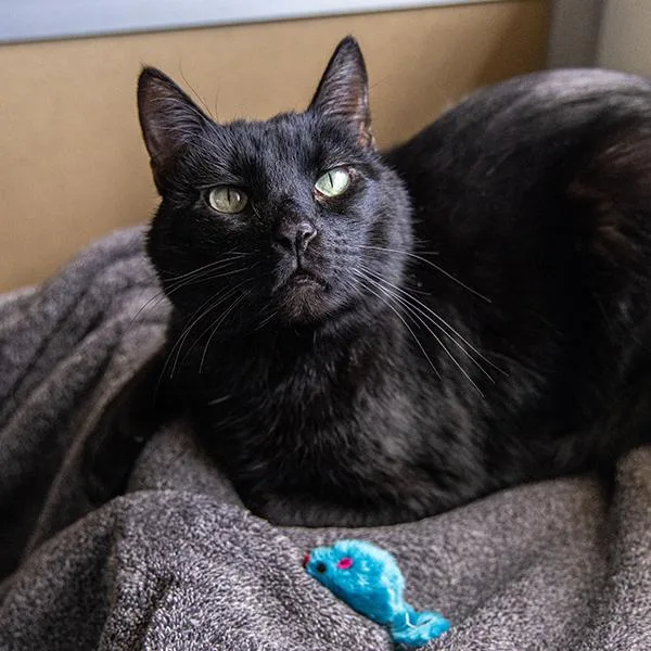 A senior small-sized male Domestic Short Hair cat named Jasper for adoption in Des Moines, IA