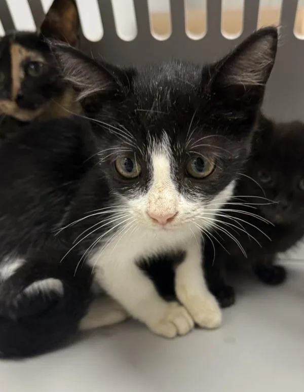 A baby small-sized female Domestic Short Hair cat named Pen  Elvira for adoption in Lawrenceville, GA