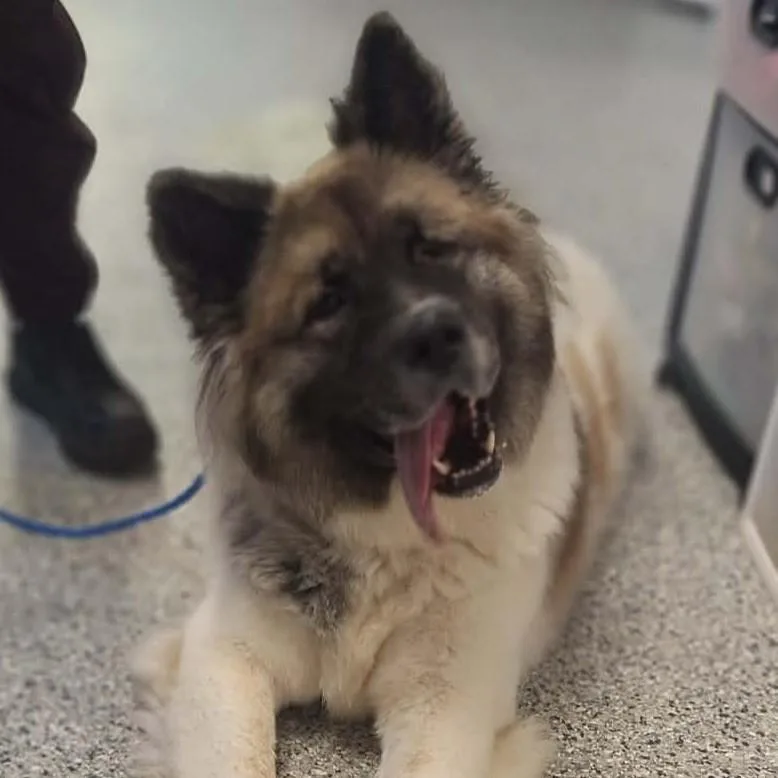 An adult large-sized female Tricolor (Brown, Black, & White) Akita dog named Inari for adoption in Normal, IL