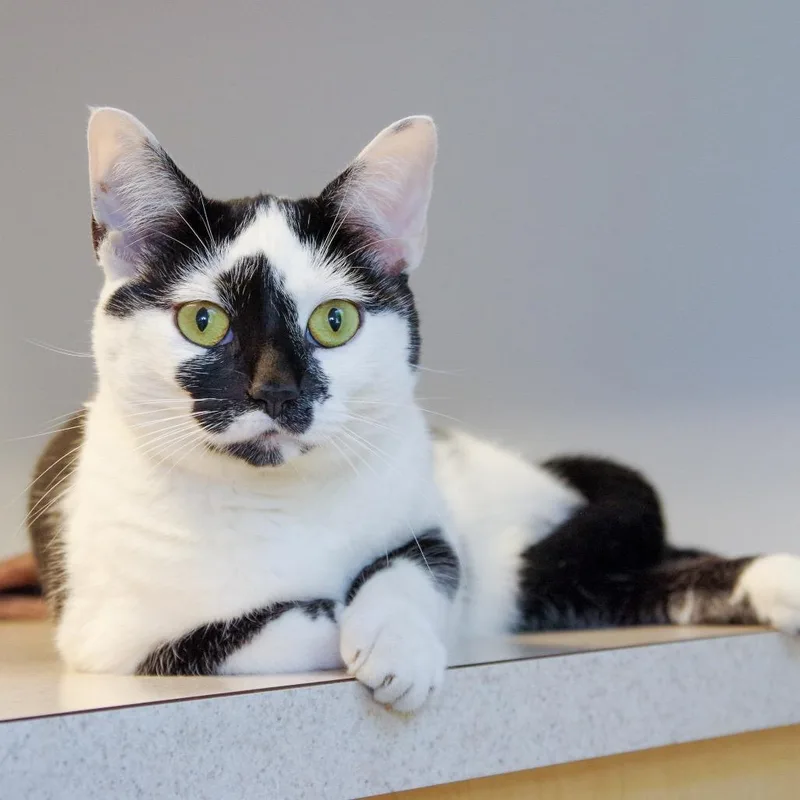 An adult medium-sized female Black Domestic Short Hair cat named Ava for adoption in Scituate, MA