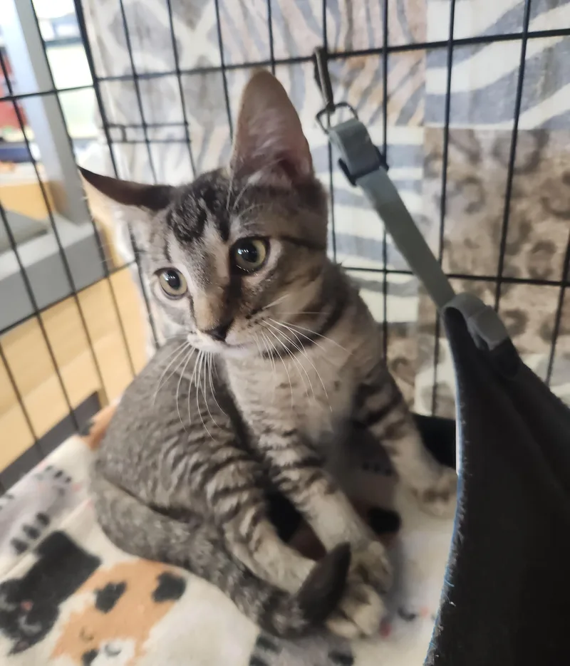 A baby medium-sized male Tabby (Brown / Chocolate) Domestic Short Hair cat named Victor for adoption in Westminster, CA