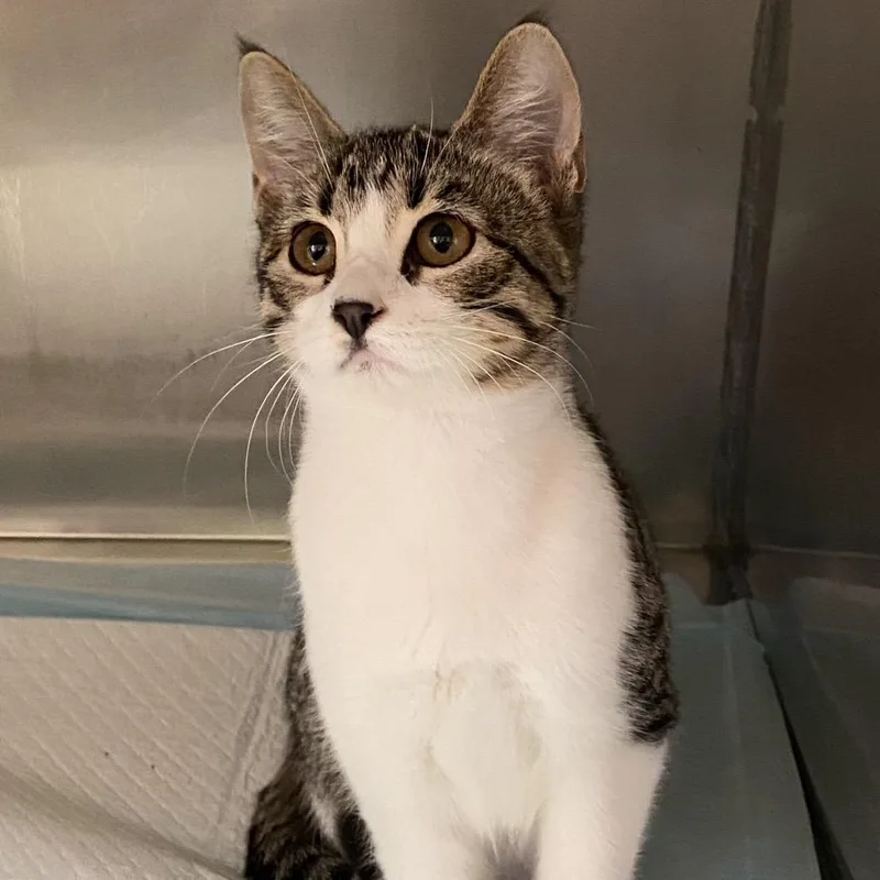 A baby small-sized female Gray / Blue / Silver Domestic Short Hair cat named Hanna for adoption in Monroe, LA