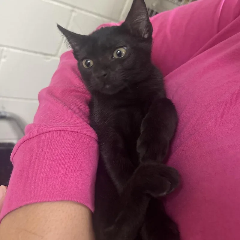 A baby small-sized male Domestic Short Hair cat named Beelzebub for adoption in Middleburg, FL