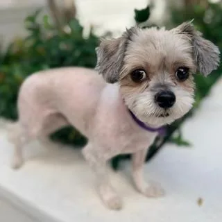 A young small-sized male Shih Tzu dog named Koko for adoption in Santa Monica, CA