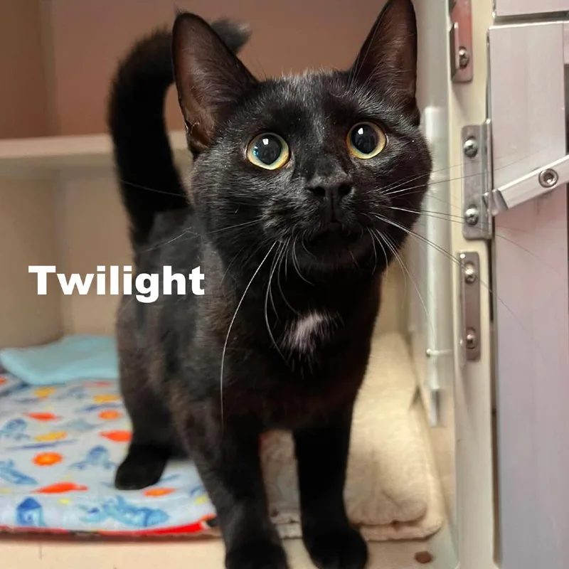 A young small-sized female Black Domestic Short Hair cat named Twilight for adoption in Escanaba, MI