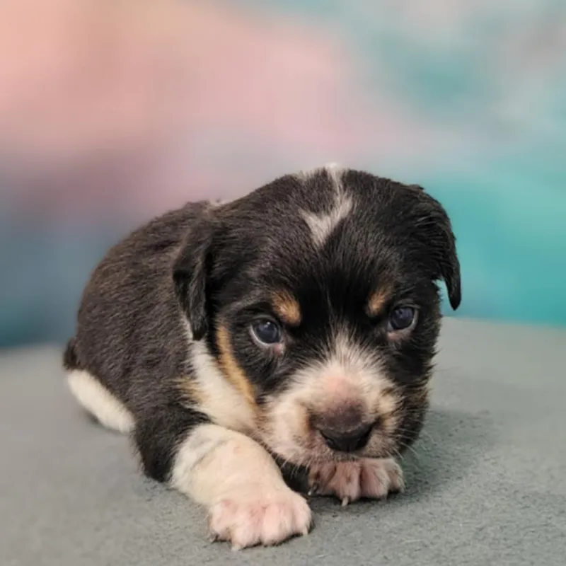 A baby medium-sized male White / Cream Cattle Dog dog named Oren for adoption in Griswold, CT