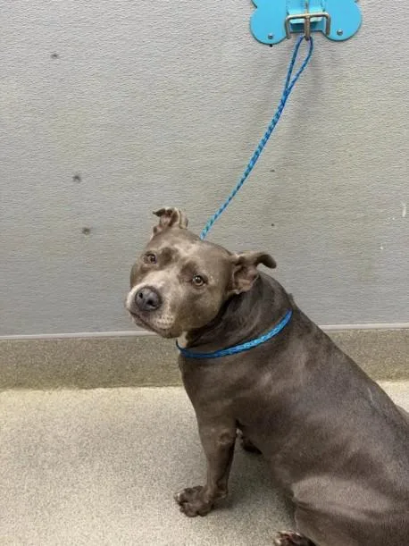 An adult medium-sized female Pit Bull Terrier dog named Nani for adoption in Las Vegas, NV