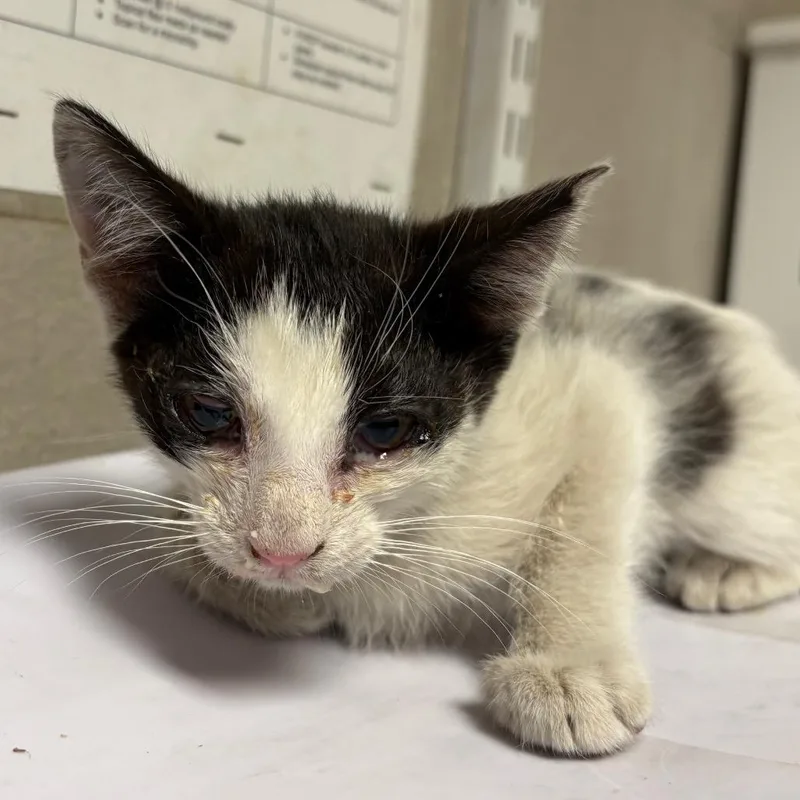 A baby small-sized male Black Domestic Short Hair cat named Arrow for adoption in Yuma, AZ