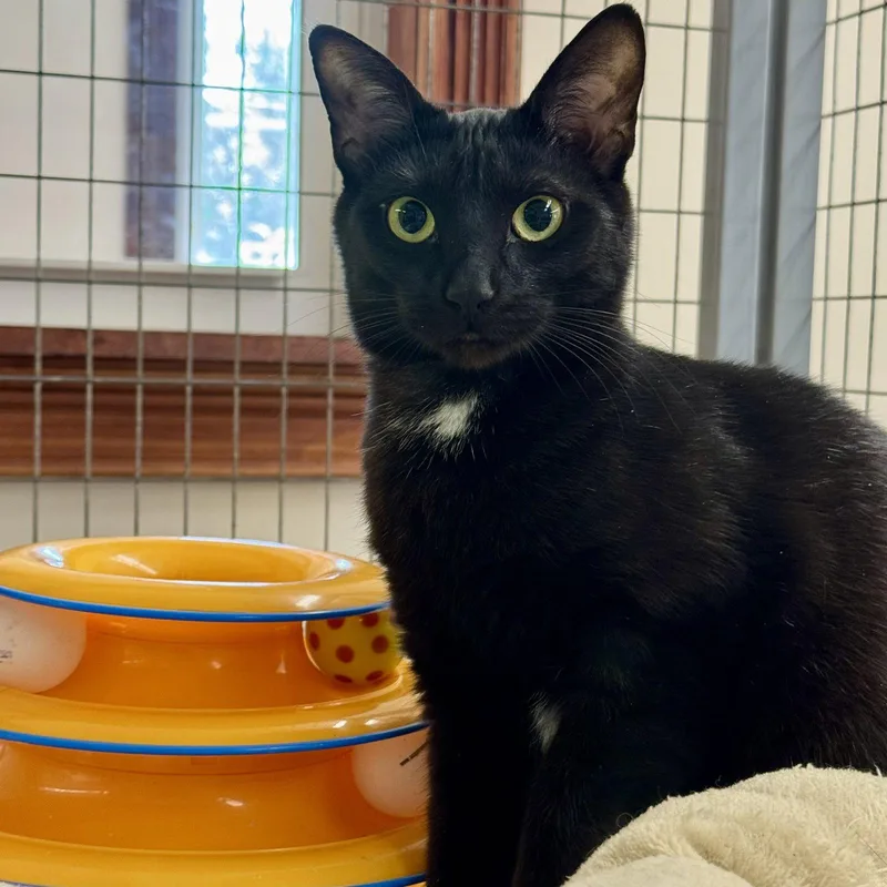 An adult medium-sized female Black Domestic Short Hair cat named Nina for adoption in Winchendon, MA