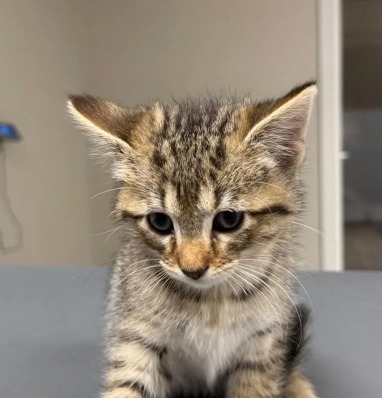A young small-sized male Domestic Short Hair cat named Marvin for adoption in Yankton, SD