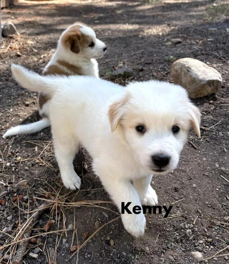 Kenny