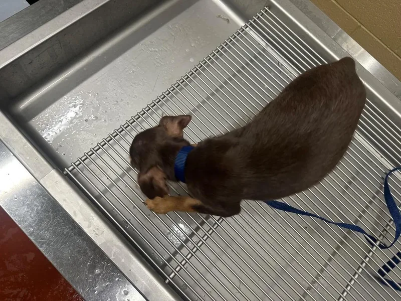 A baby small-sized female Chihuahua dog named Reese for adoption in Douglasville, GA