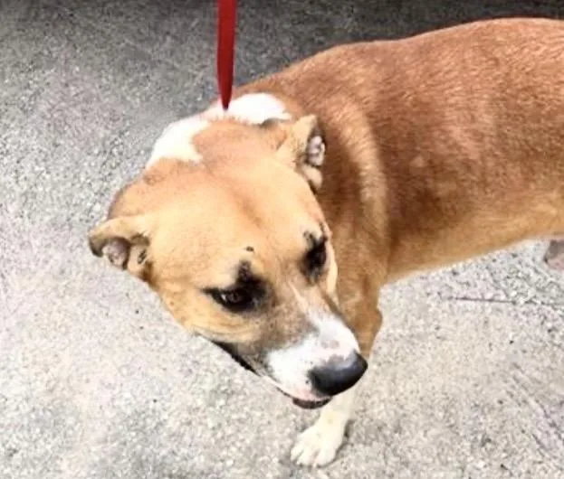 A young large-sized male Black Mouth Cur dog named A for adoption in Houston, TX