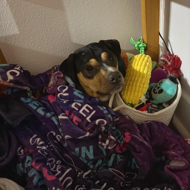 Macaroni . thumbnail 2