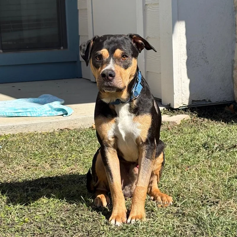 Macaroni . thumbnail 3