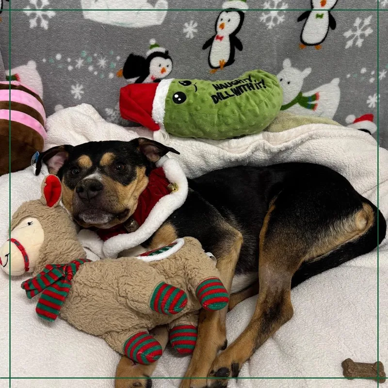 Macaroni . thumbnail 5