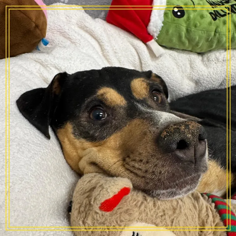 Macaroni . thumbnail 6