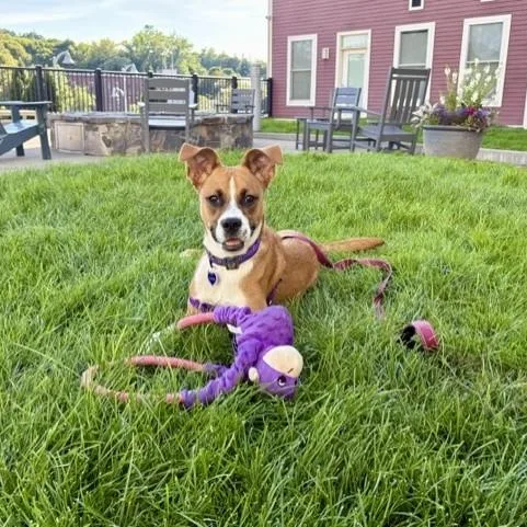 A baby medium-sized female Red / Chestnut / Orange Boxer dog named Hilaria for adoption in Williston, VT