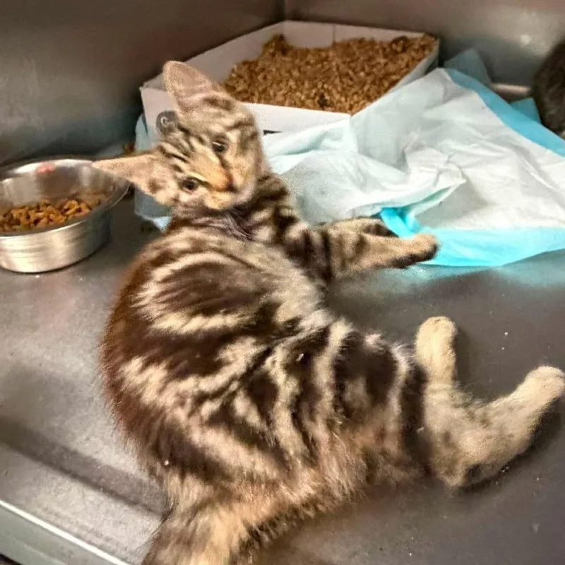 A baby small-sized male Brown / Chocolate Domestic Short Hair cat named Crank for adoption in Shinnston, WV