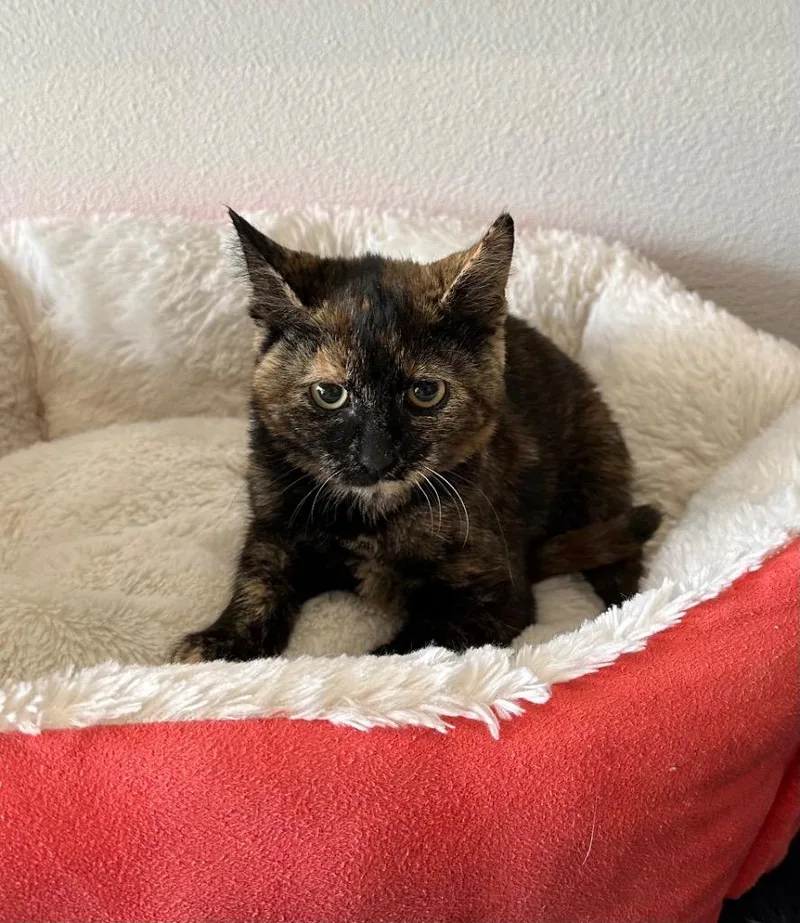 A baby medium-sized female Domestic Short Hair cat named Sugar Pie for adoption in Newberg, OR