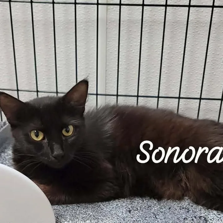 Sonora