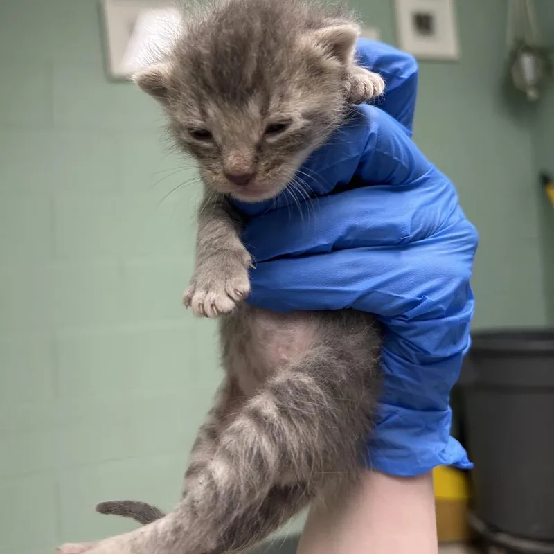 Pounce deLeon thumbnail 2