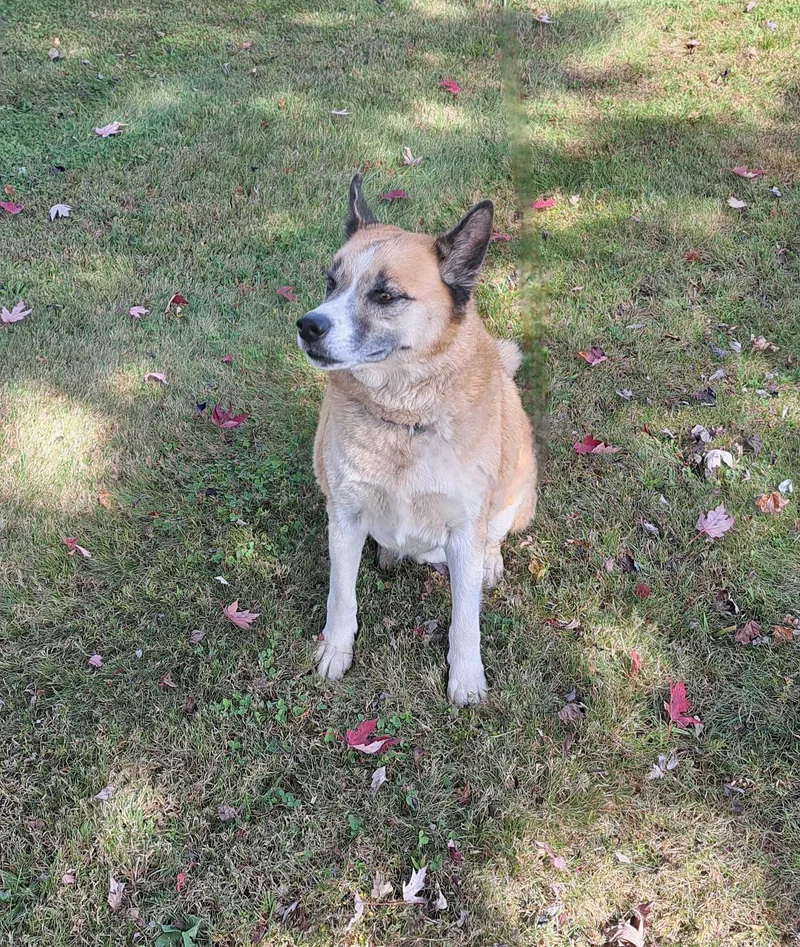 A senior large-sized male Golden Akita dog named Hunter for adoption in McMinnville, TN