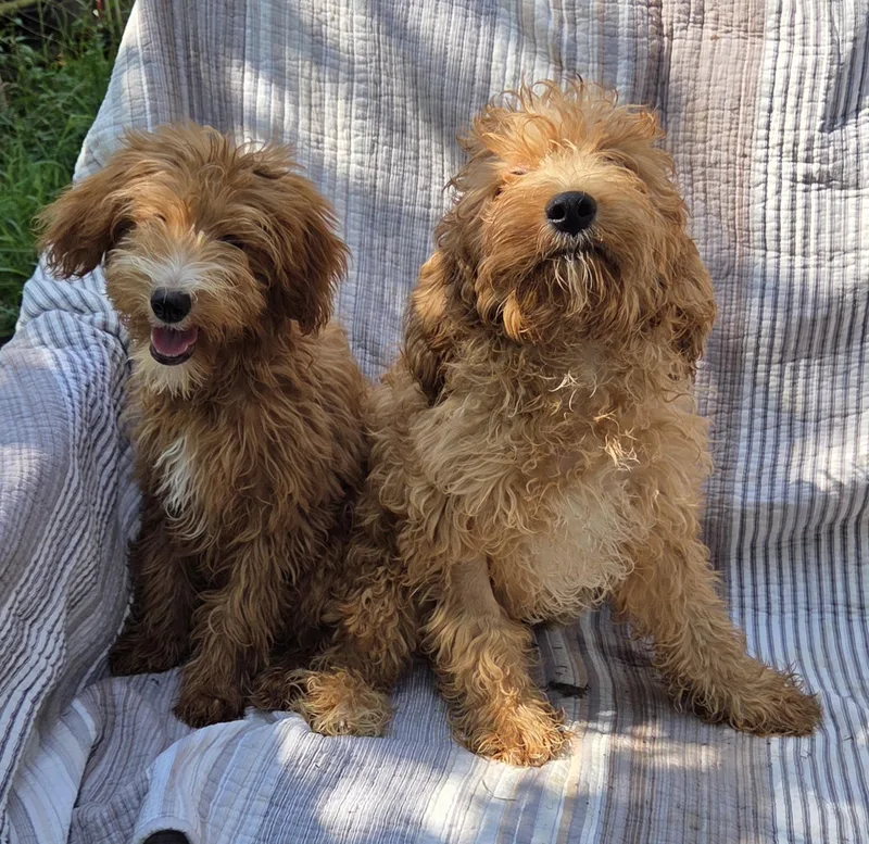 Mini goldendoodle M 