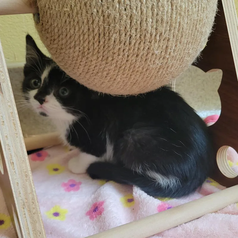 A baby small-sized female Black Domestic Short Hair cat named Corduroy for adoption in Plover, WI