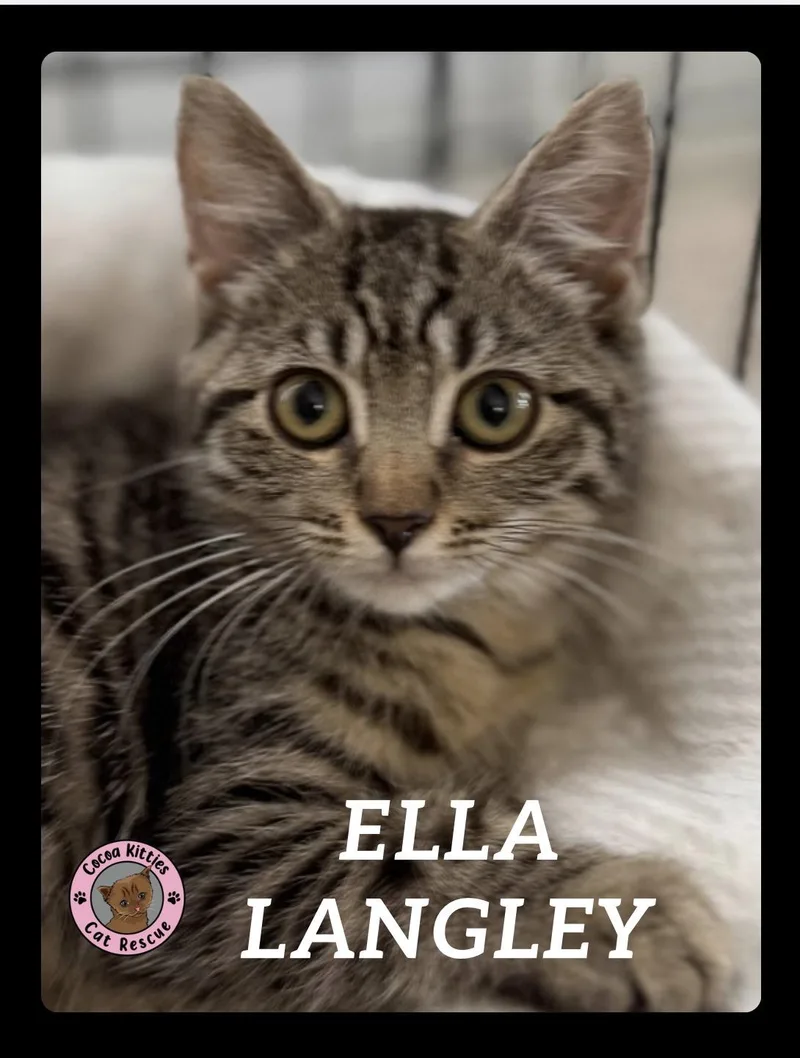 A baby small-sized female Domestic Short Hair cat named Ella Langley for adoption in Hershey, PA