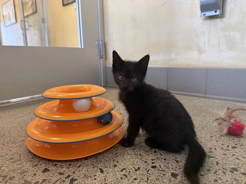 A baby medium-sized male Black Domestic Short Hair cat named Asa for adoption in Berkeley, CA