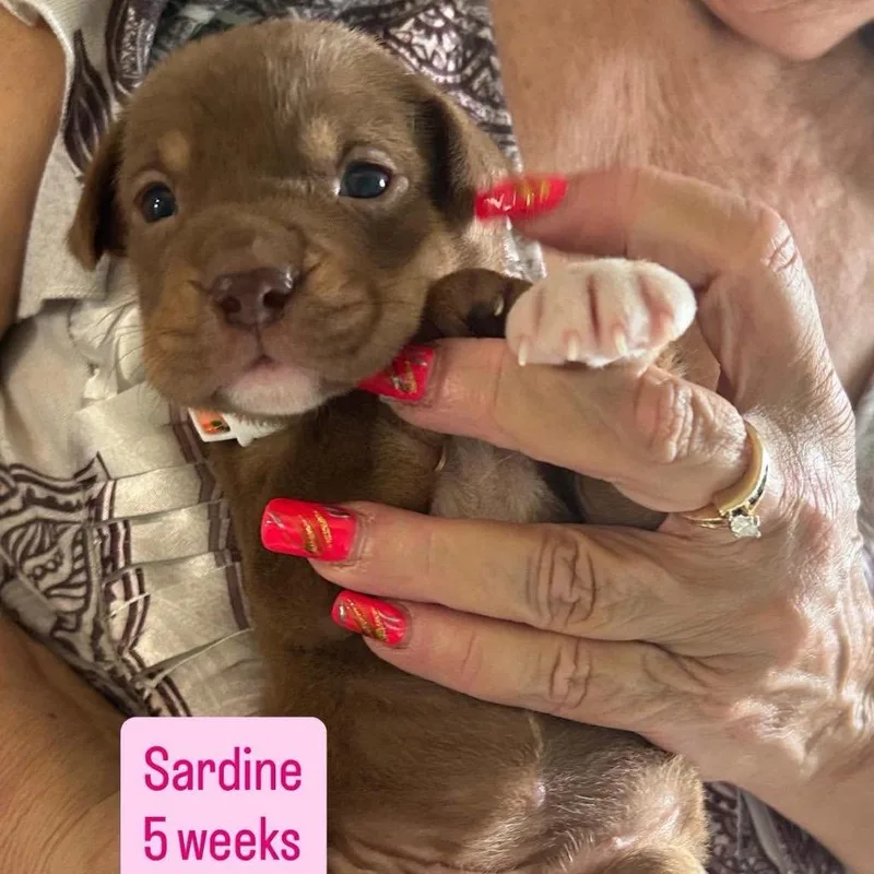 Sardine