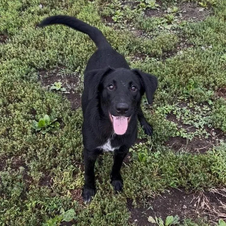 A young medium-sized female Black Labrador Retriever dog named Pistachio for adoption in Minneapolis, MN