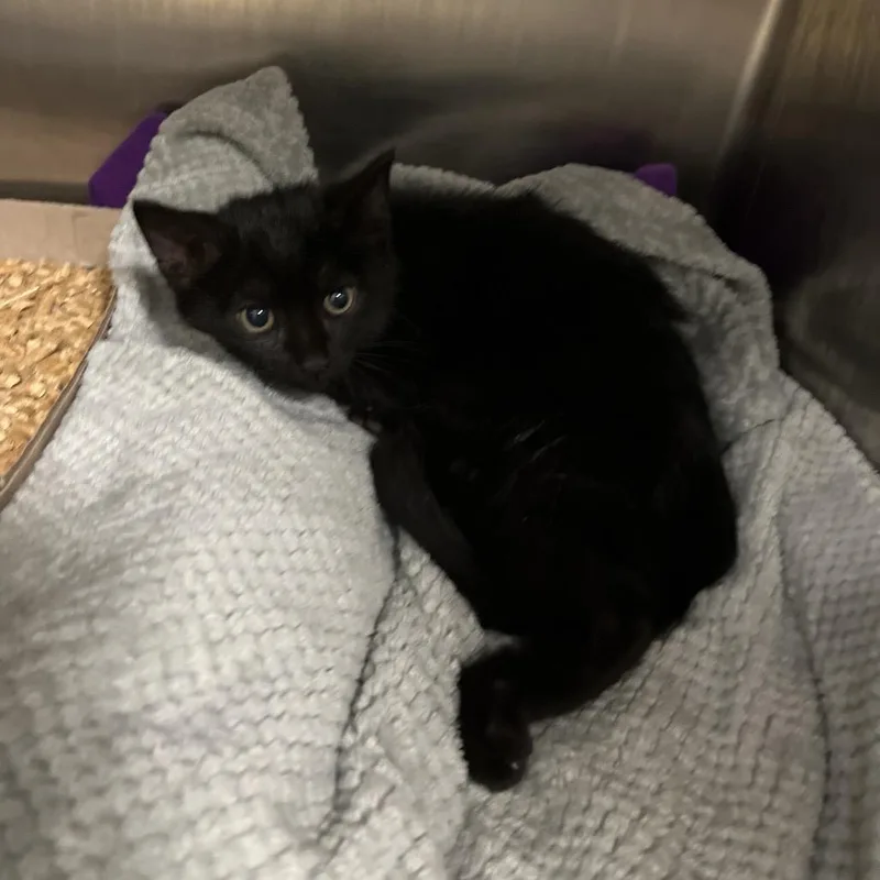 A baby small-sized male Black Domestic Short Hair cat named Mr Fantastic for adoption in Chattanooga, TN