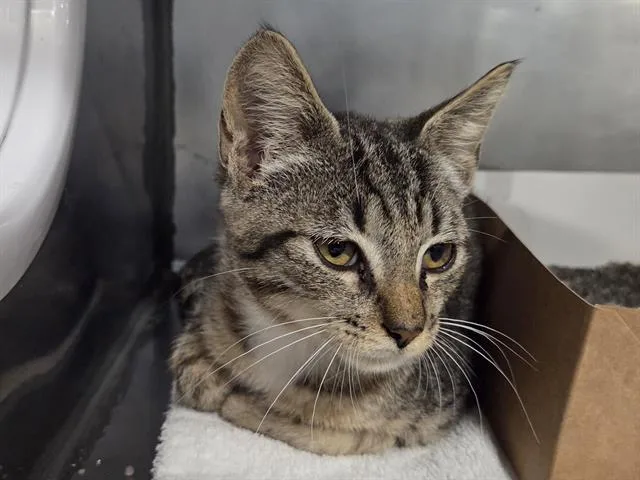 A young small-sized male Domestic Short Hair cat named Ted for adoption in Panama City, FL