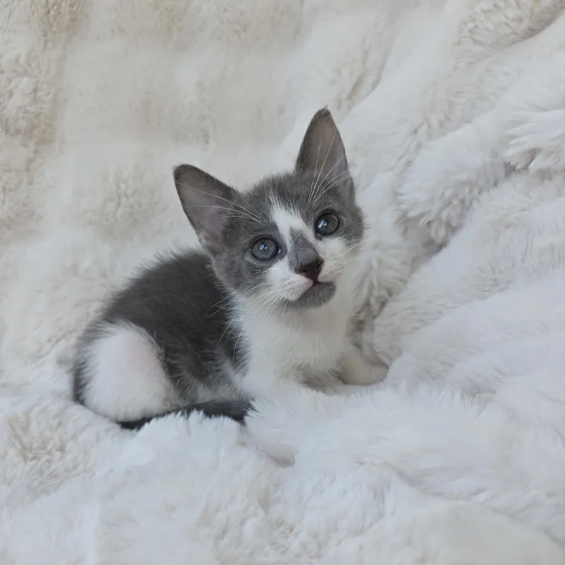 A baby medium-sized female Gray & White Domestic Short Hair cat named Shirley for adoption in Atlanta, GA