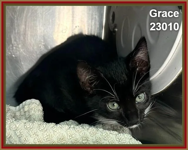 A baby medium-sized female Black & White / Tuxedo Domestic Short Hair cat named Grace for adoption in Marietta, GA