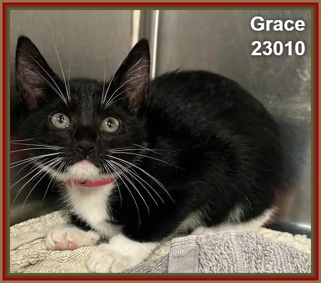 Grace thumbnail 3