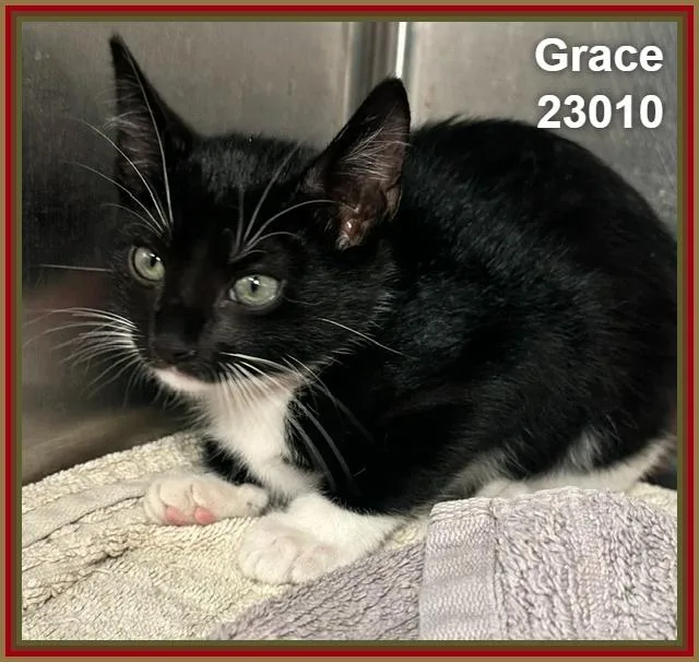 Grace thumbnail 4
