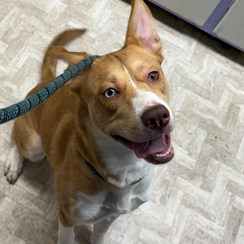 An adult medium-sized female Brown / Chocolate Husky dog named Stella for adoption in Mount Shasta, CA