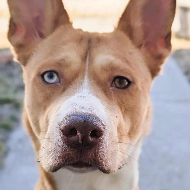 Stella thumbnail 4